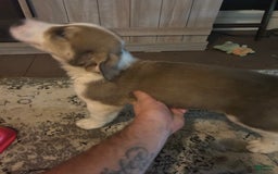 Great Pyrenees dogs for sale: Dutchess - Image 2