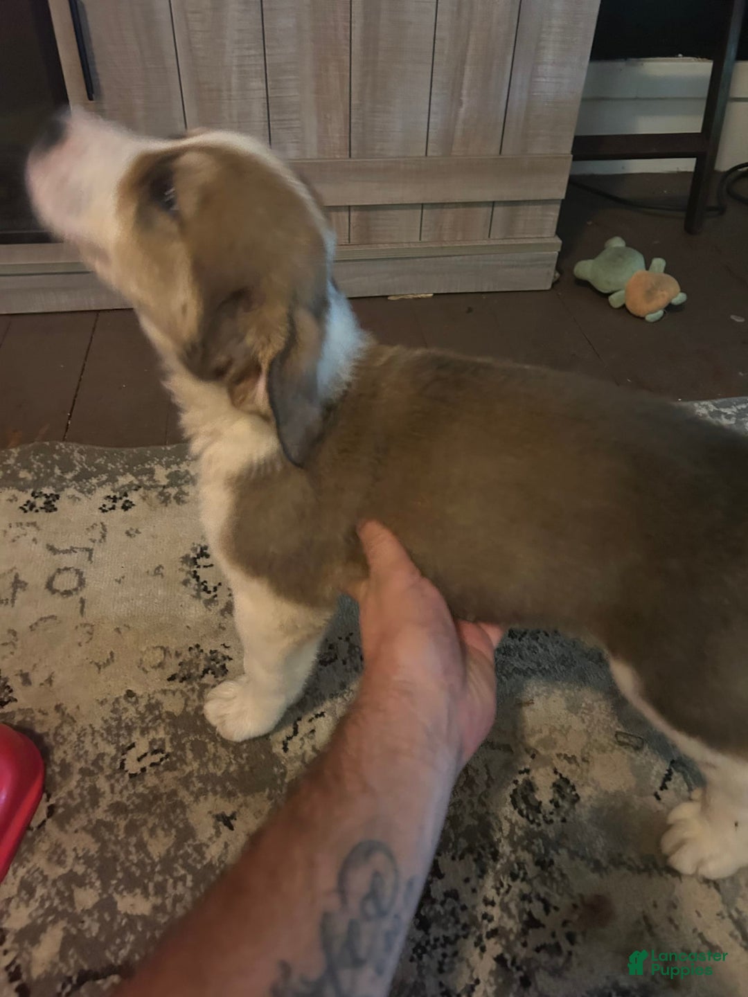 Great Pyrenees dogs for sale: Dutchess - Image 2