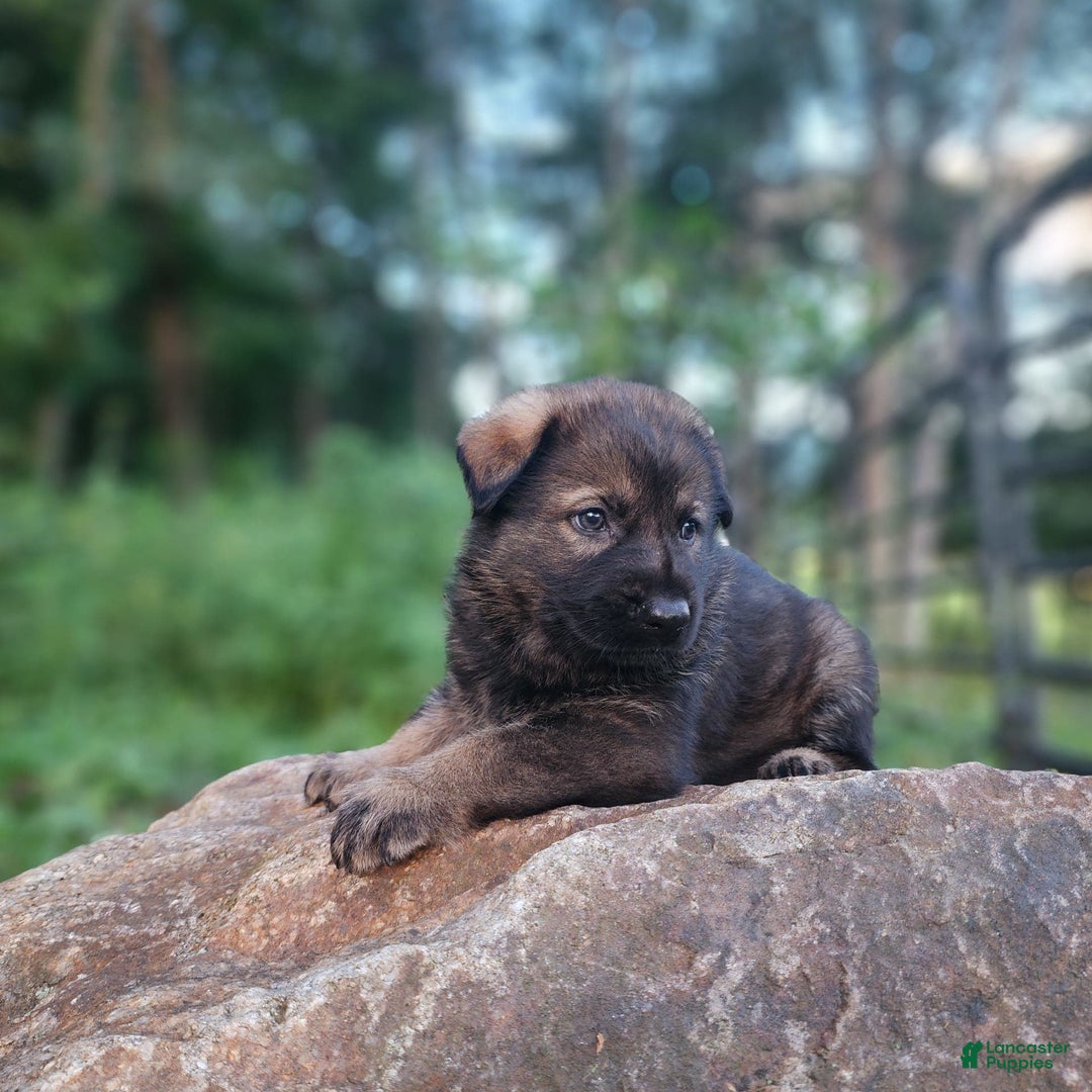 German Shepherd dogs for sale: Karma - Image 14