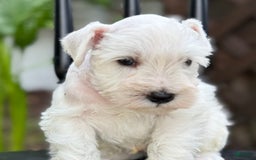 Miniature Schnauzer dogs for sale: Tucker - Image 3