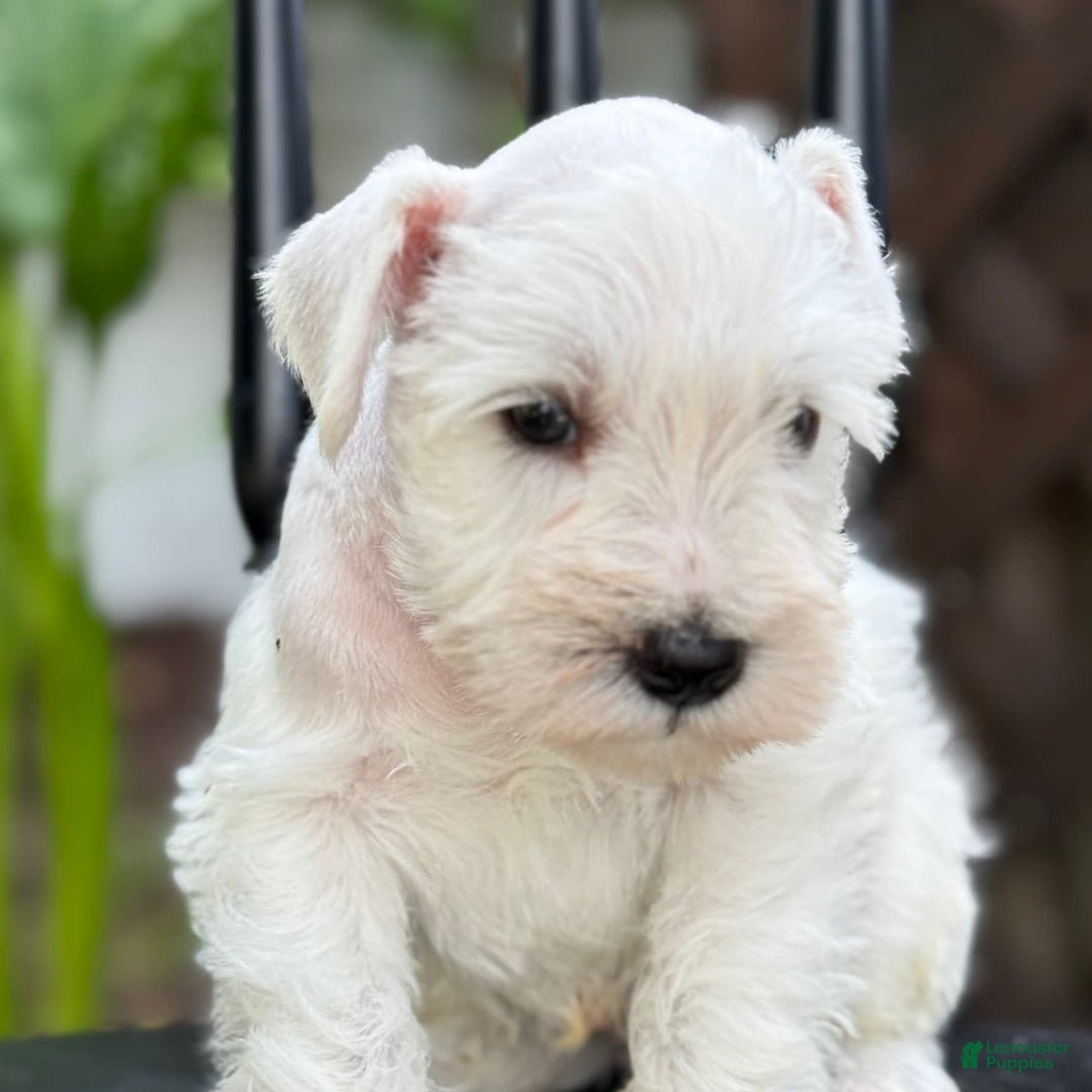 Miniature Schnauzer dogs for sale: Tucker - Image 3