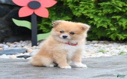 Pomeranian dogs for sale: Pomeranian 5 puppies - Image 1