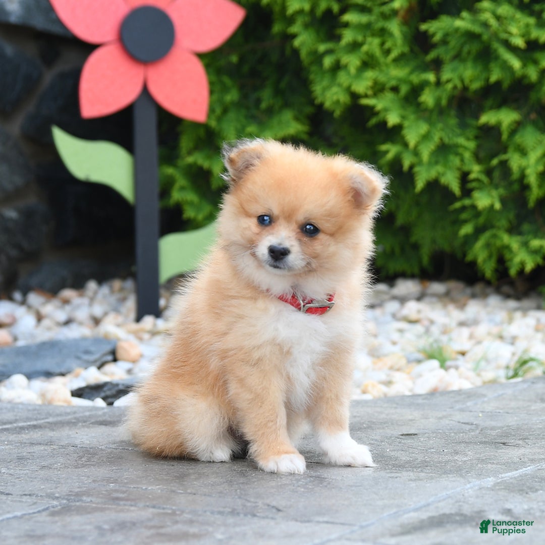 Pomeranian dogs for sale: Pomeranian 5 puppies - Image 1