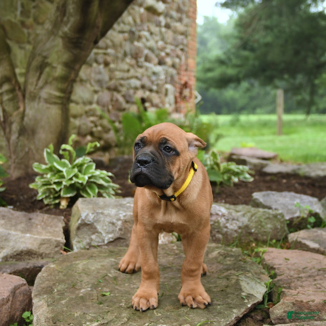 Cane Corso dogs for sale: Toby - Image 1