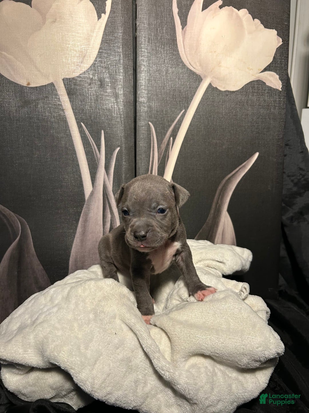 American Bully dogs for sale: Lady Bug - Image 9