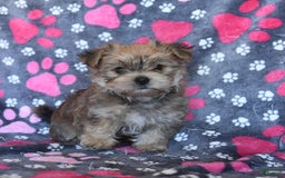 Morkie dogs for sale: Murphy - Image 3