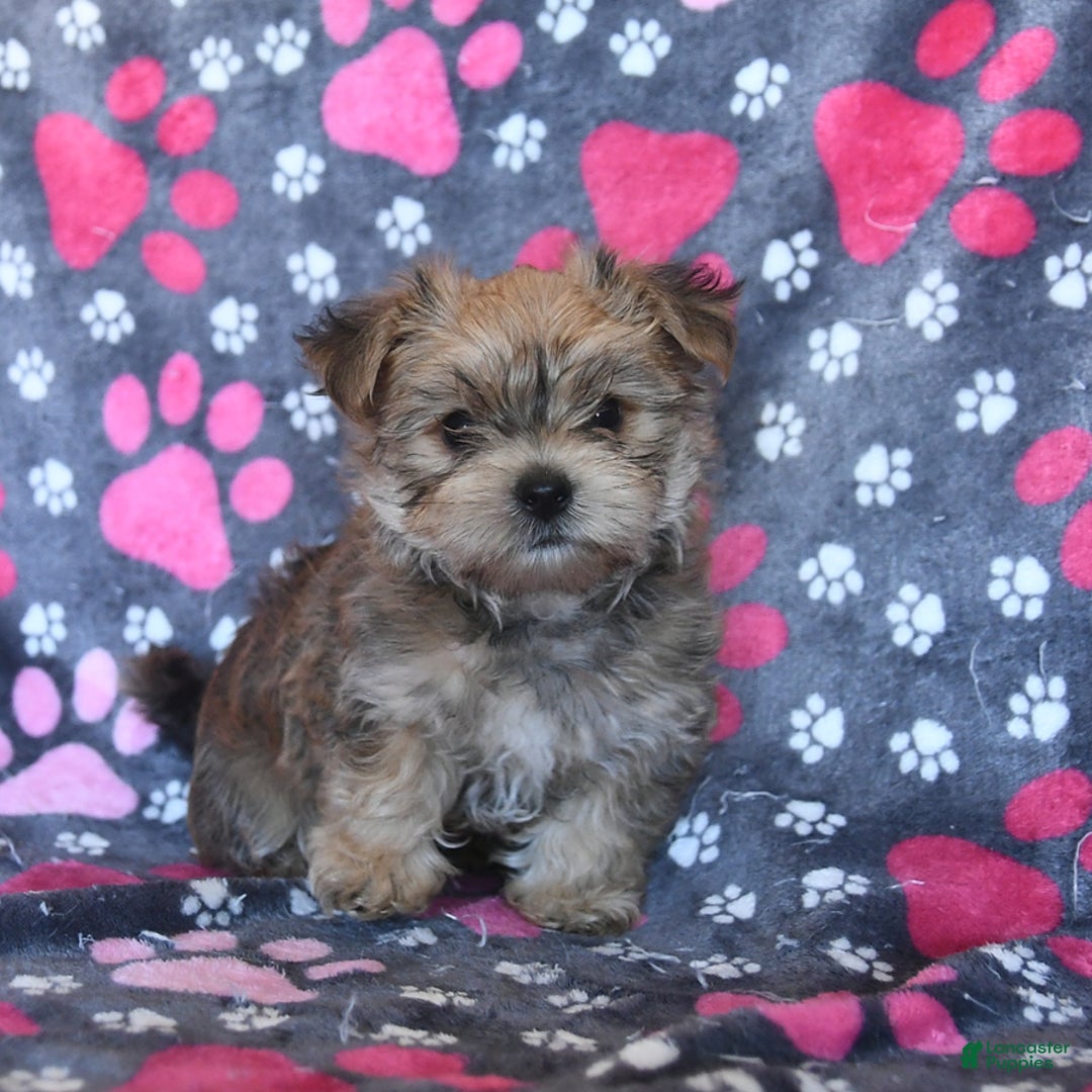 Morkie dogs for sale: Murphy - Image 3