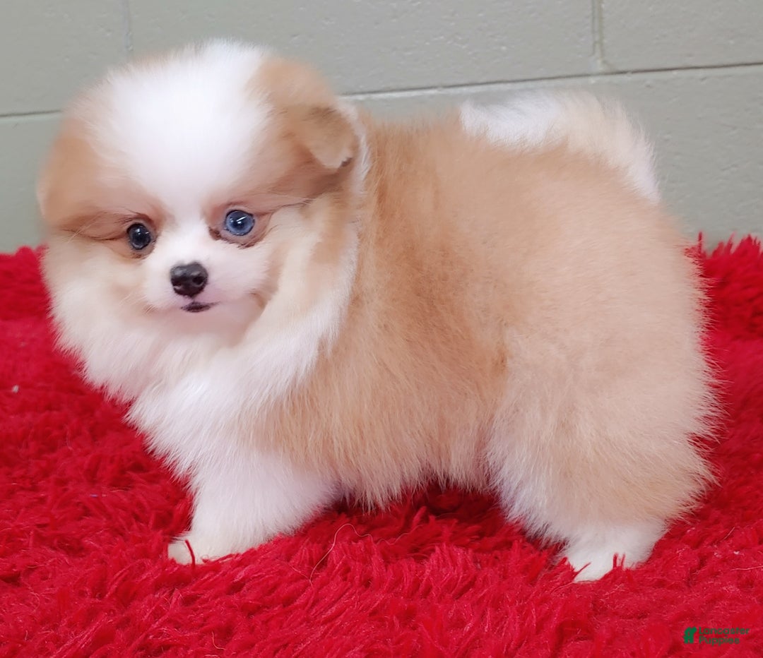Pomeranian dogs for sale: Simon - Image 6