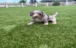 Bernedoodle dogs for sale: 5 - Image 5
