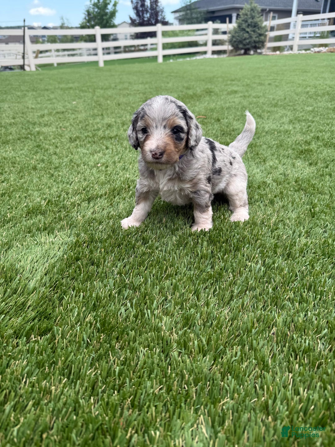 Bernedoodle dogs for sale: 5 - Image 5