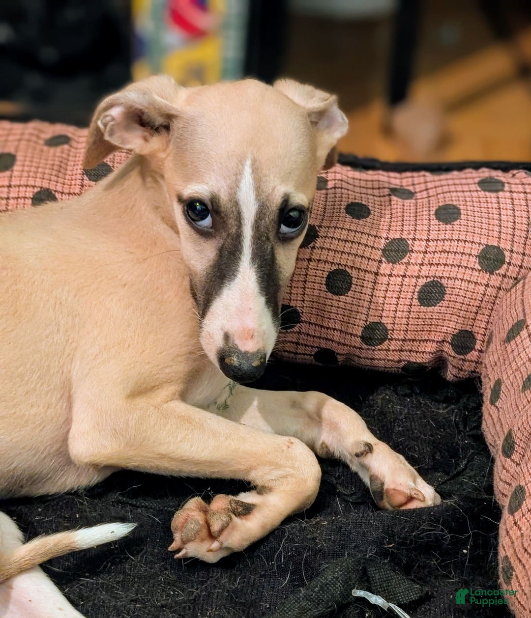 Whippet dogs for sale: Tilly - Image 1