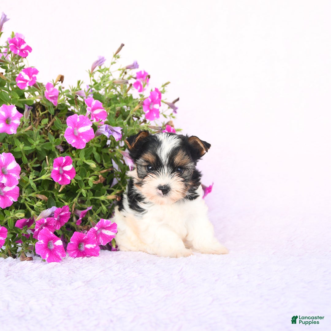 Yorkshire Terrier dogs for sale: Gulliver - Image 3