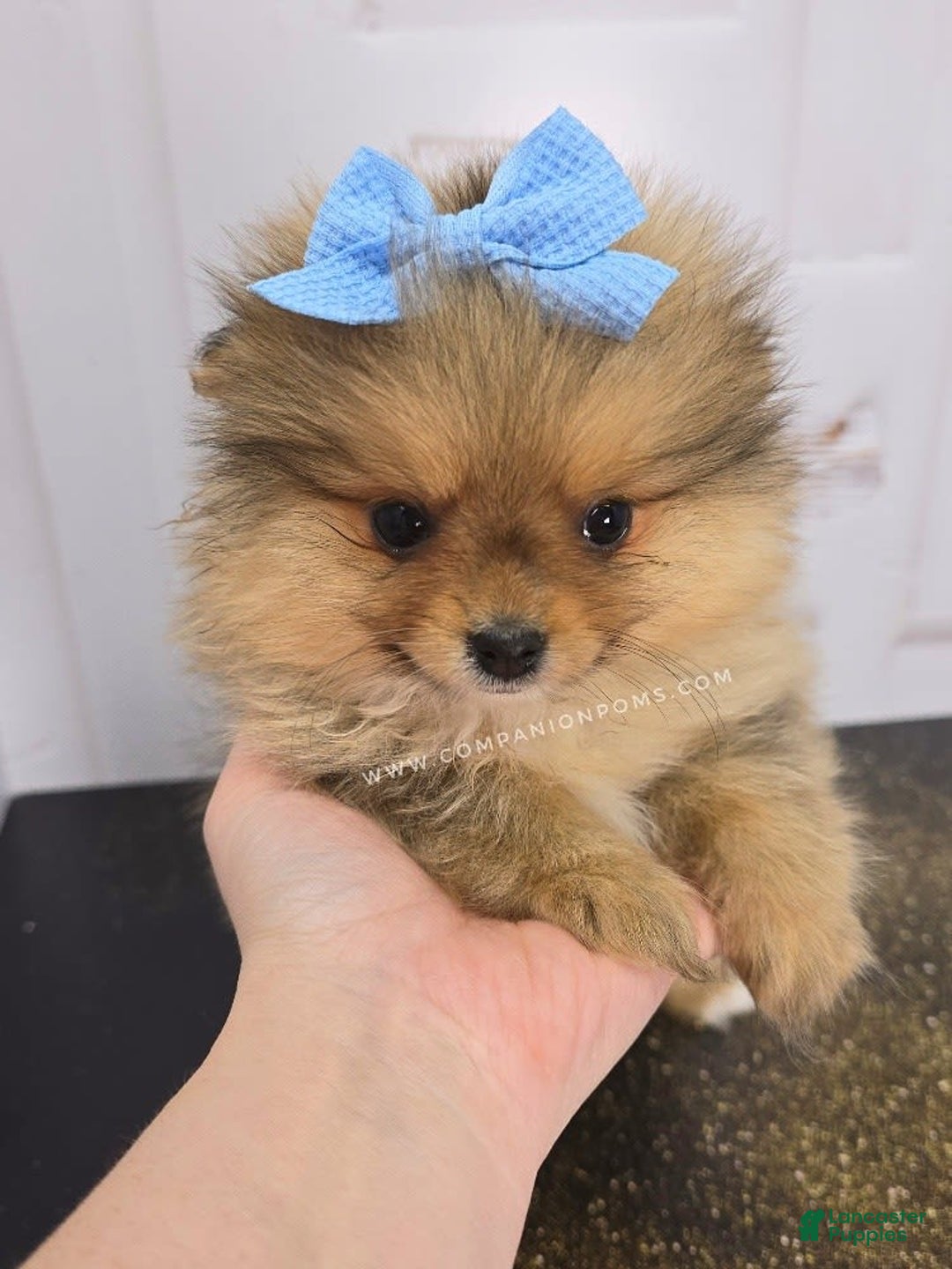 Pomeranian dogs for sale: Wish Bear - Image 6