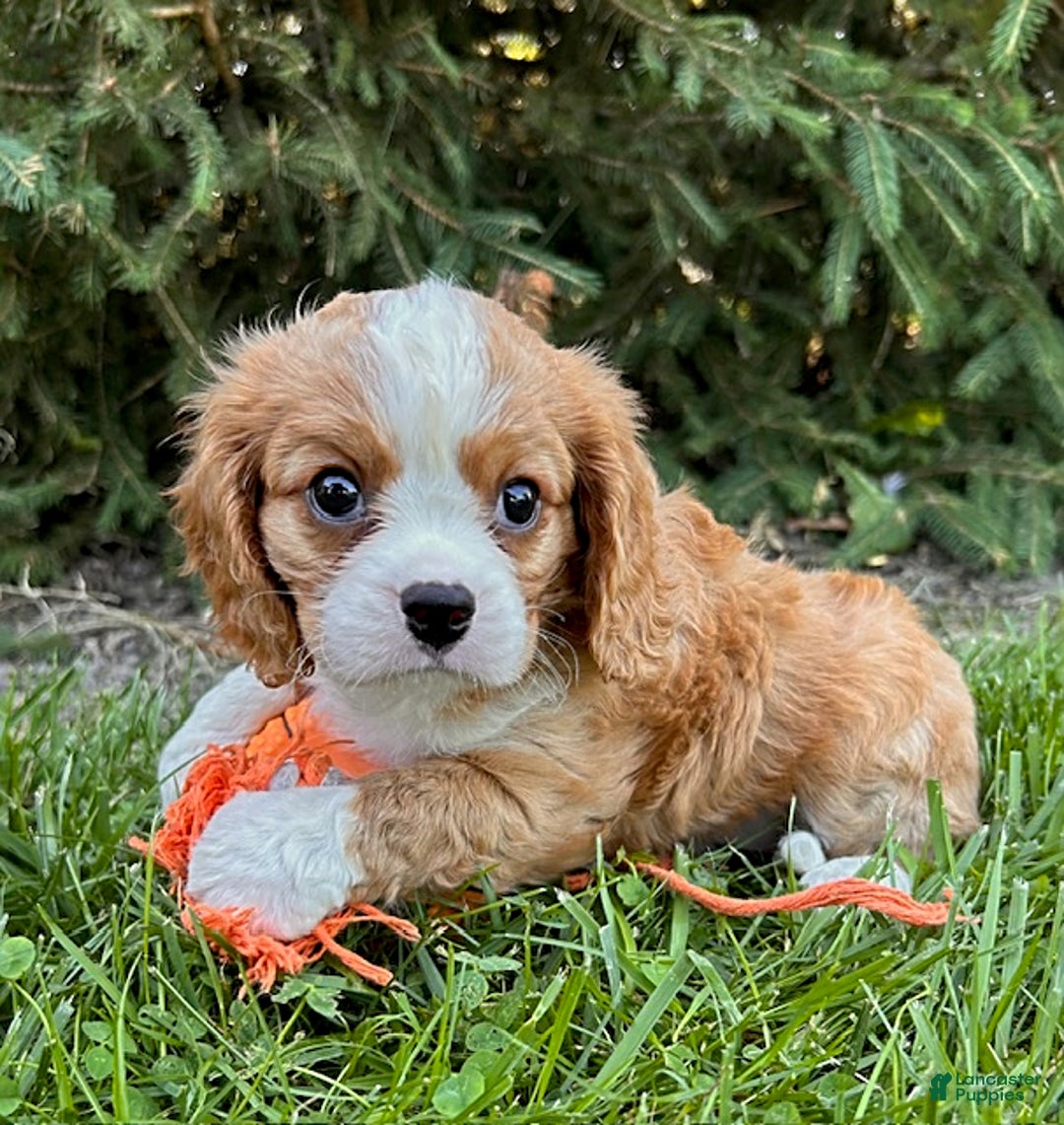 Miniature Bernese Mountain Dog dogs for sale: Annie - Image 5