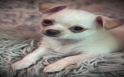 Chihuahua dogs for sale: Brody - Image 4