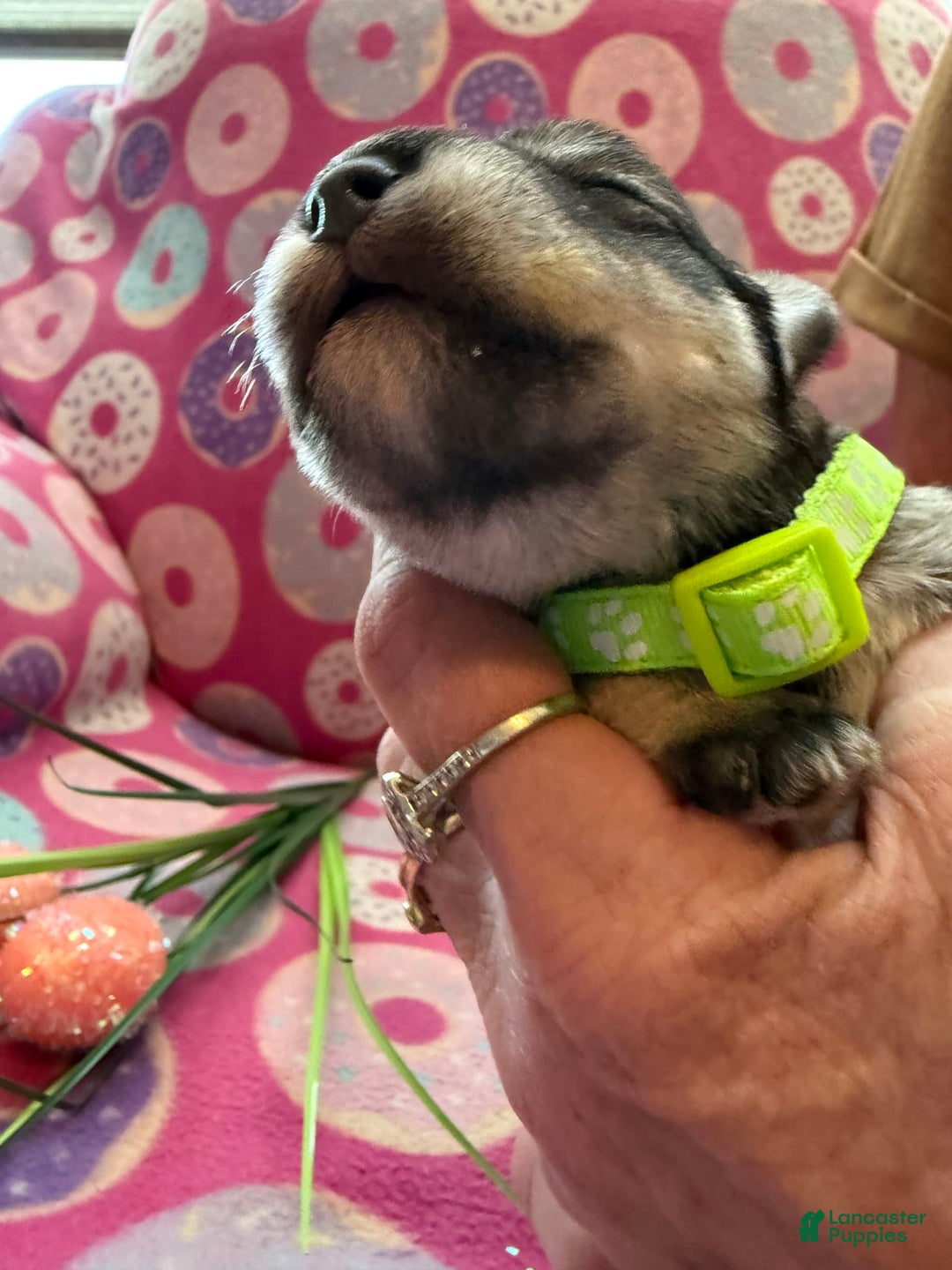 Miniature Schnauzer dogs for sale: Puppy5lime - Image 1