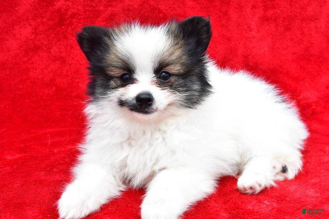 Pomeranian dogs for sale: Poochie - Image 1