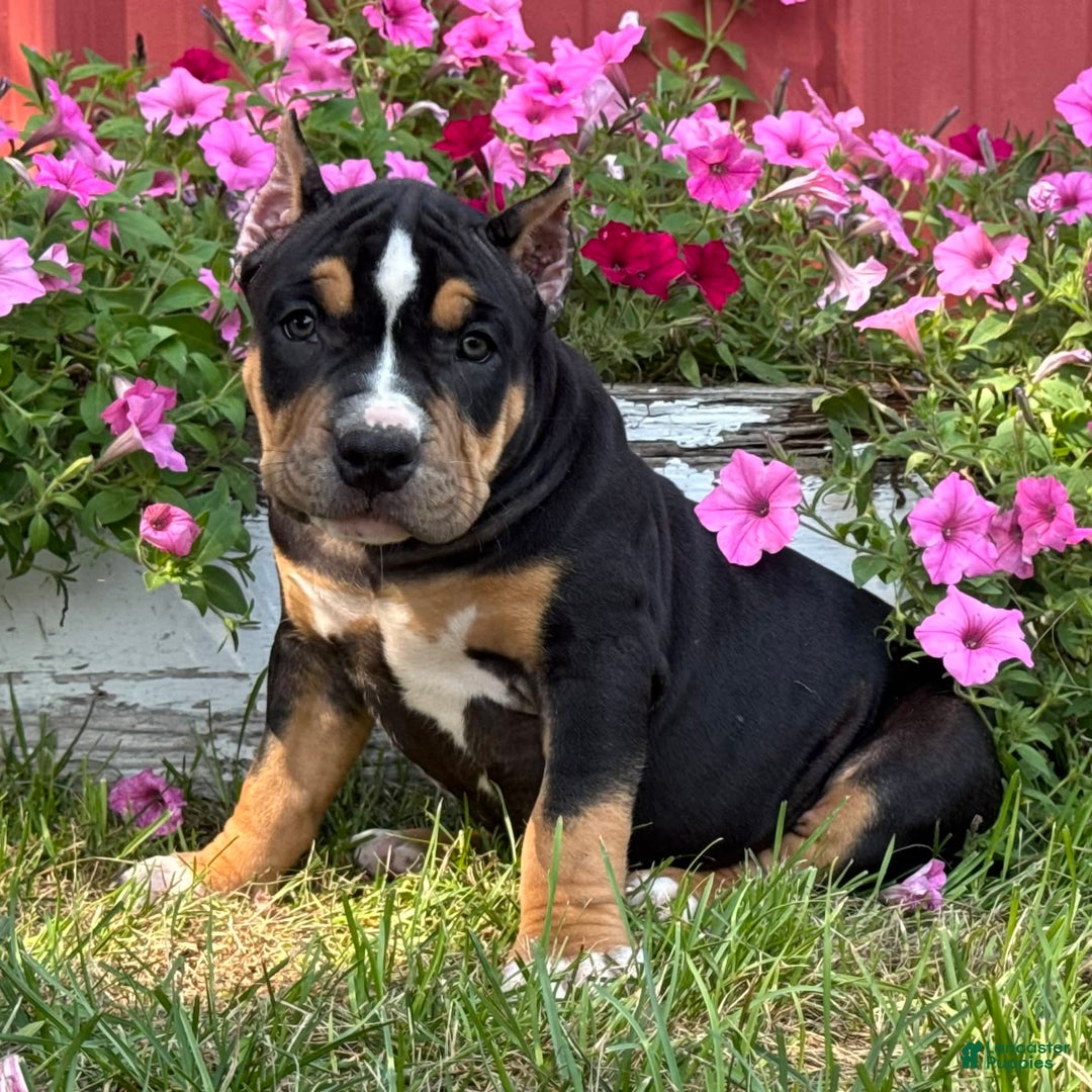 American Bully dogs for sale: Ryleigh - Image 4