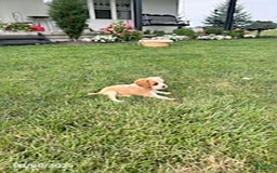 Cavalier King Charles Spaniel dogs for sale: Cavalier King Charles Spaniel 5 puppies - Image 5