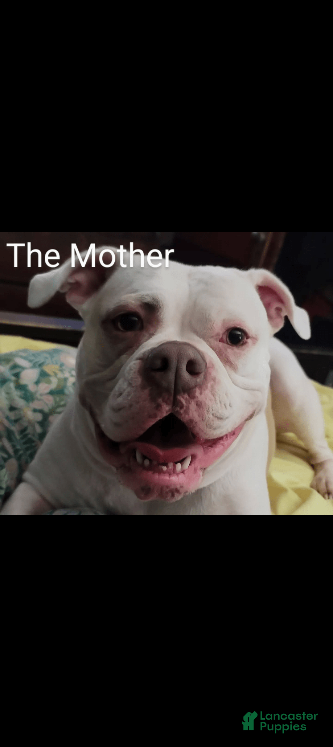 American Bulldog dogs for sale: Female 3 - Image 2