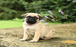 Pug dogs for sale: Trophy - Image 8