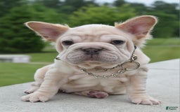 French Bulldog dogs for sale: Rayna Big Rope Velvet Fluffy - Image 17