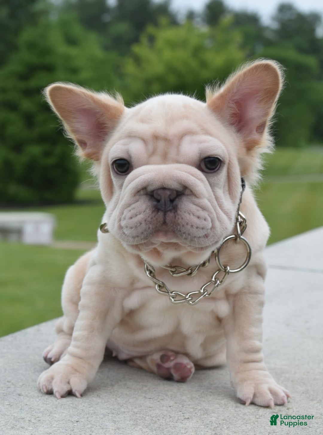 French Bulldog dogs for sale: Rayna Big Rope Velvet Fluffy - Image 17
