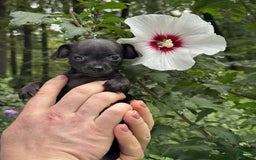 Chihuahua dogs for sale: Black Pearl - Image 2