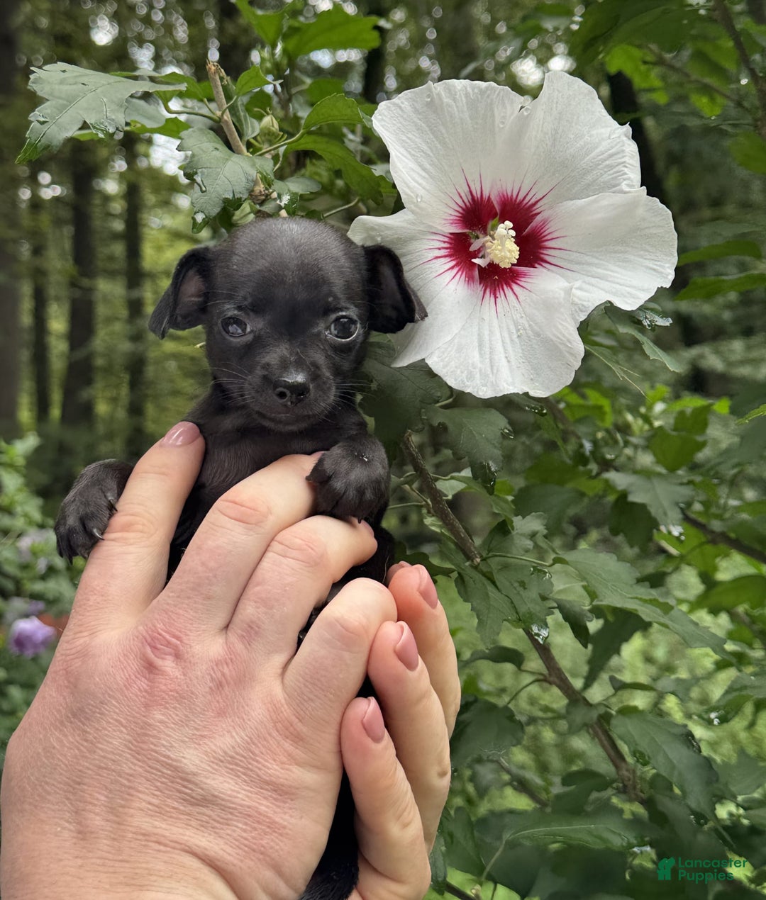 Chihuahua dogs for sale: Black Pearl - Image 2