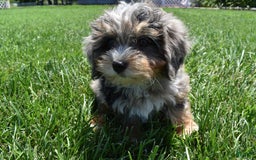Havapoo dogs for sale: Zipper - Image 7