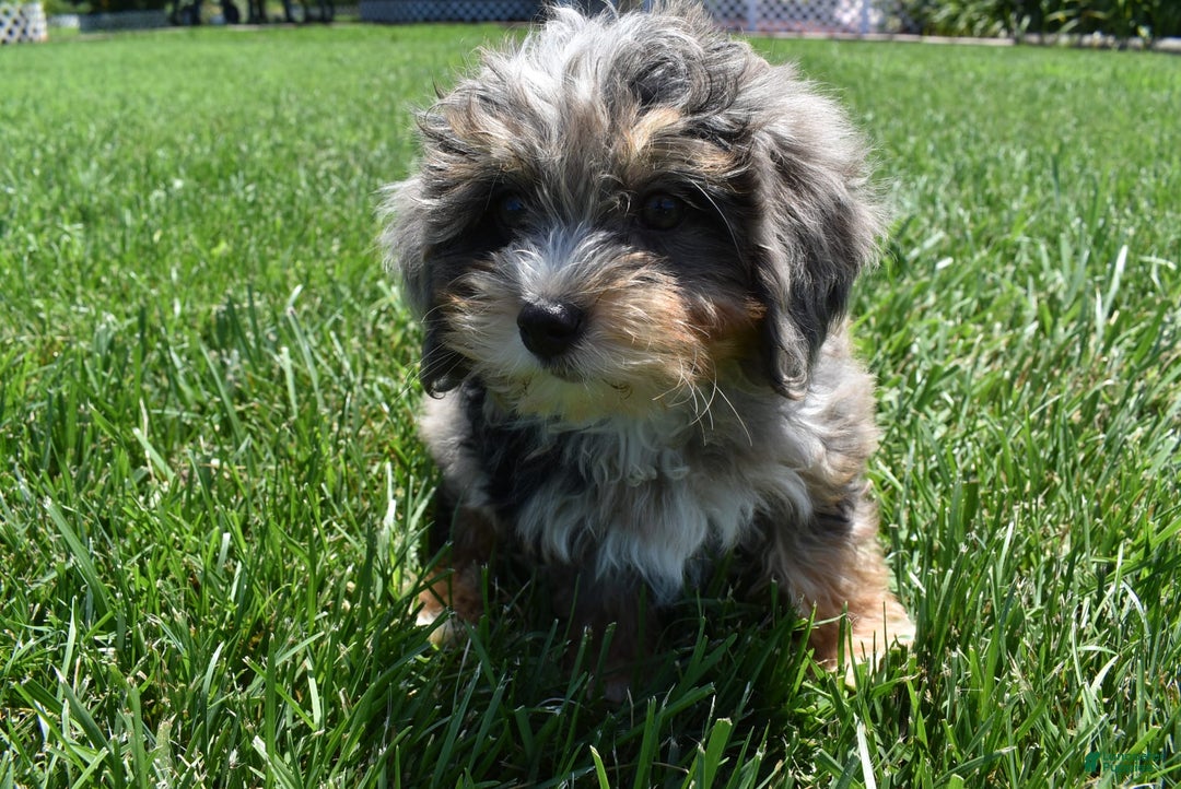 Havapoo dogs for sale: Zipper - Image 7