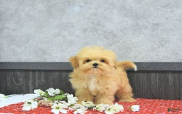 Maltipoo dogs for sale: Bella Extra Small - Image 9