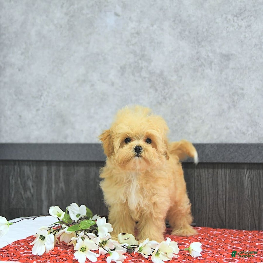 Maltipoo dogs for sale: Bella Extra Small - Image 9
