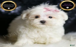 Maltese dogs for sale: Tillie - Image 1