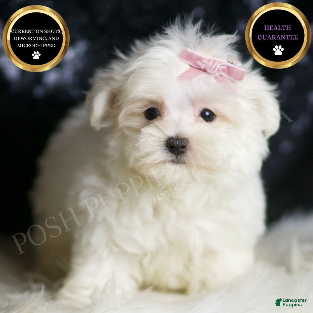 Maltese dogs for sale: Tillie - Image 1