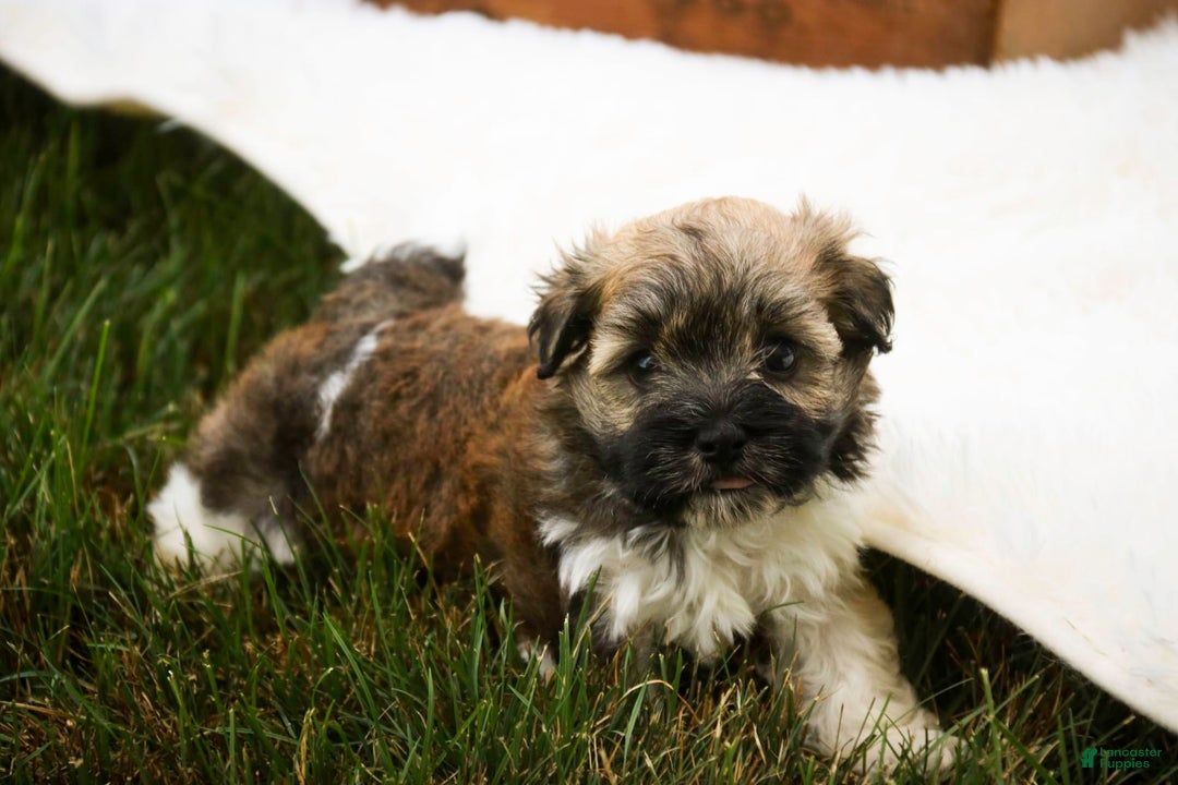 Havanese dogs for sale: Nutmeg - Image 7