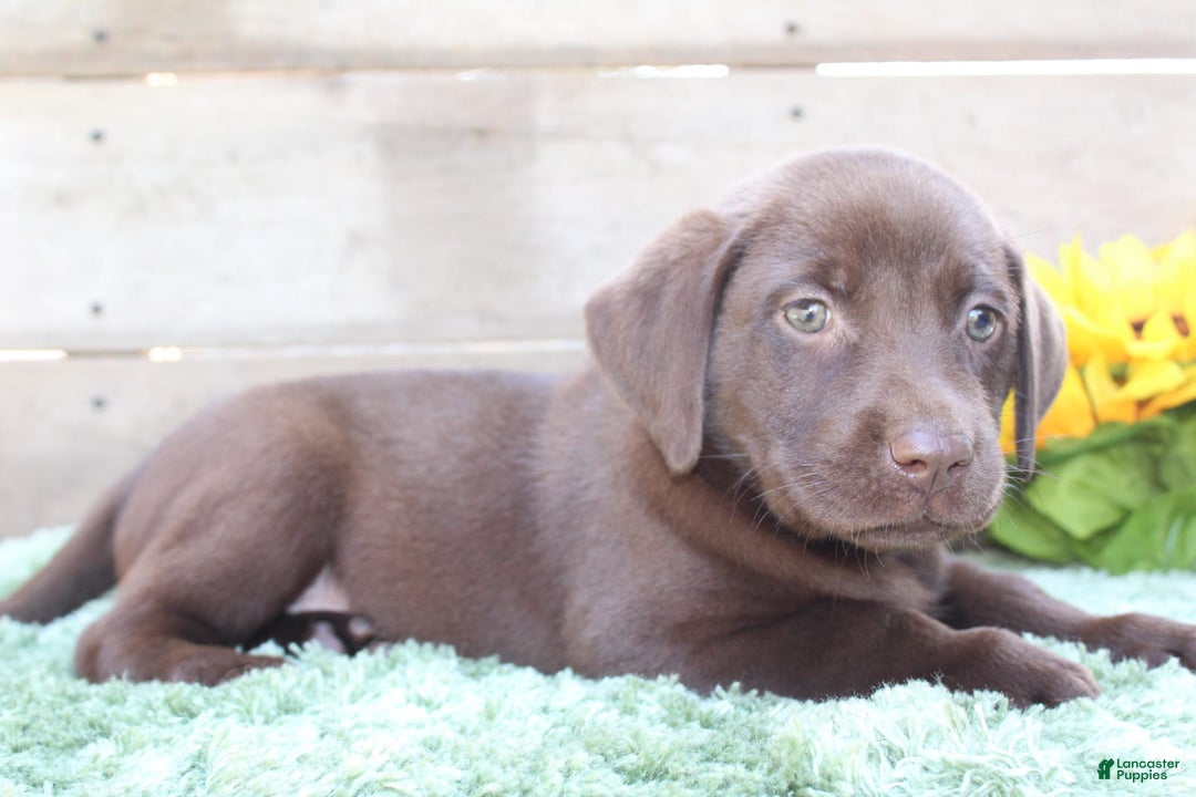 Labrador Retriever dogs for sale: Gunner - Image 2