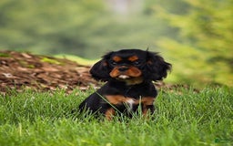 Cavalier King Charles Spaniel dogs for sale: Rocky - Image 5