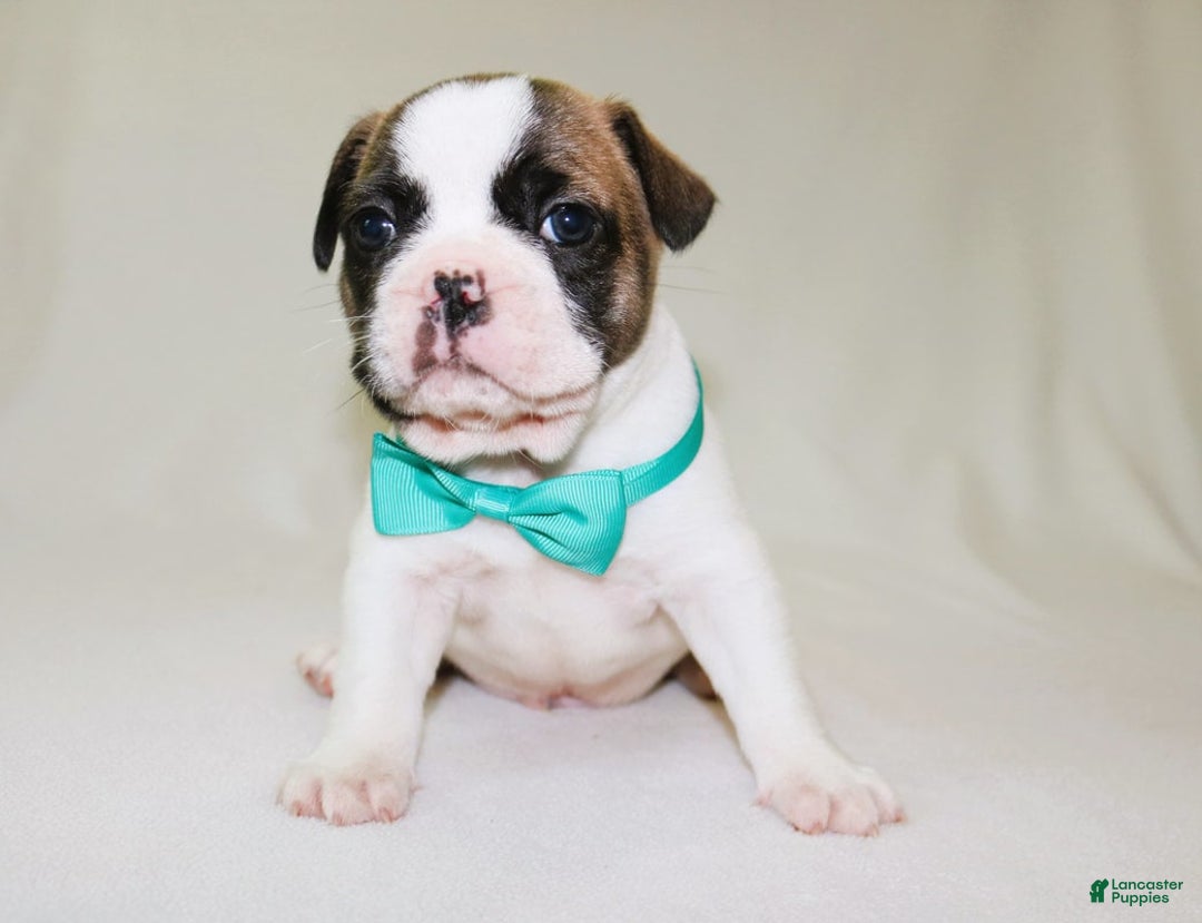 French Bulldog dogs for sale: Odin Akc - Image 4