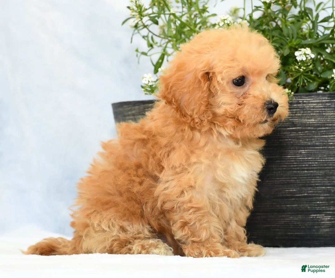 Havapoo dogs for sale: Mocha - Image 6