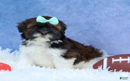 Shihpoo dogs for sale: King - Image 15