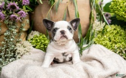 French Bulldog dogs for sale: Honey - Image 11
