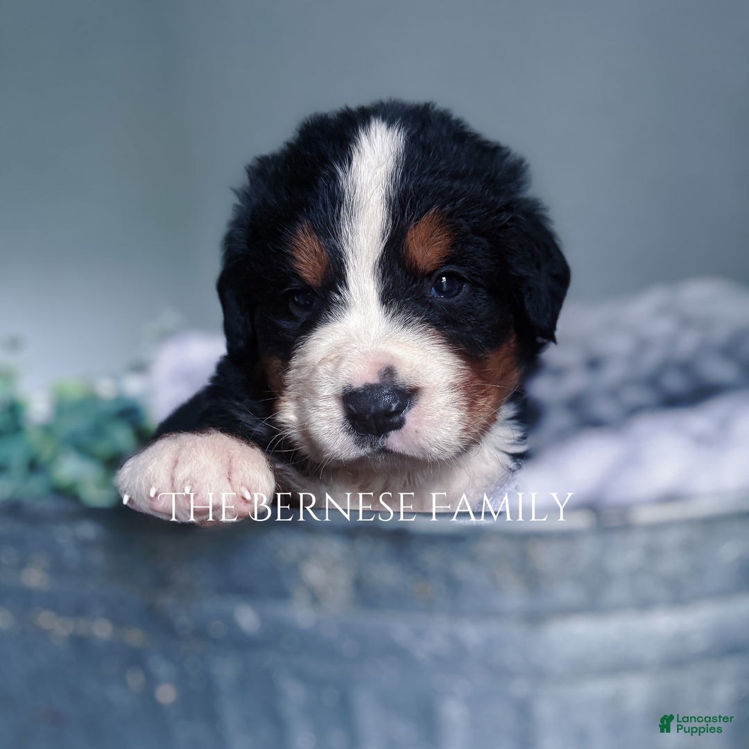 Bernese Mountain Dog dogs for sale: Male - Image 3