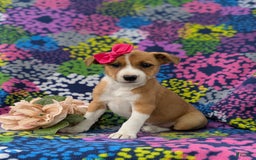 Jack Russell Terrier dogs for sale: Lacey - Image 1