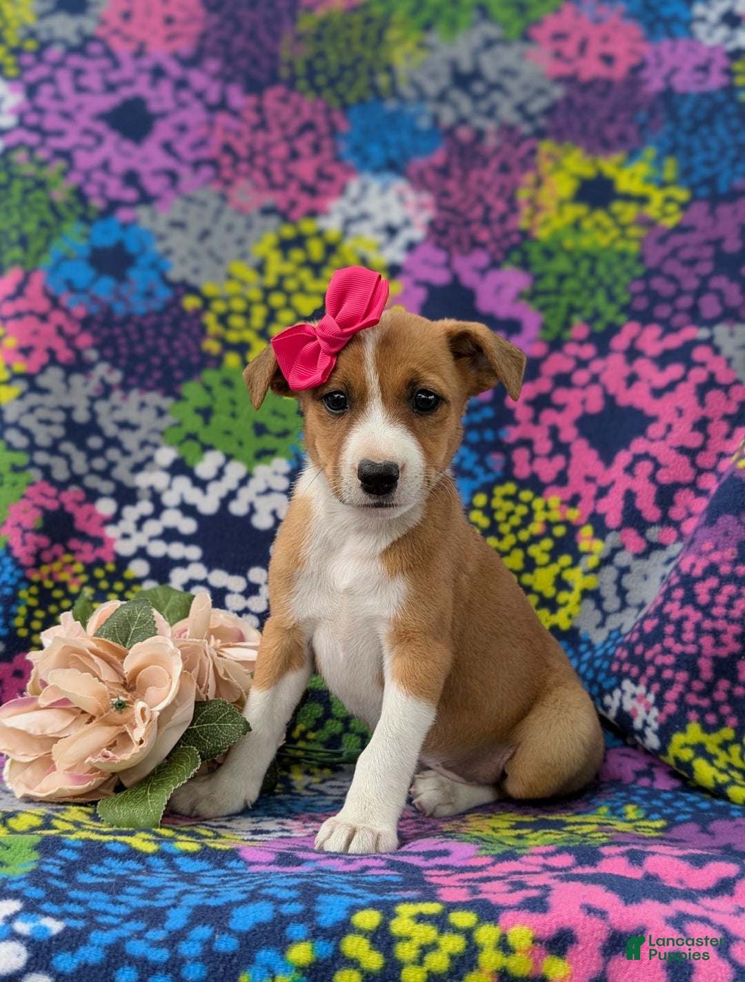 Jack Russell Terrier dogs for sale: Lacey - Image 1
