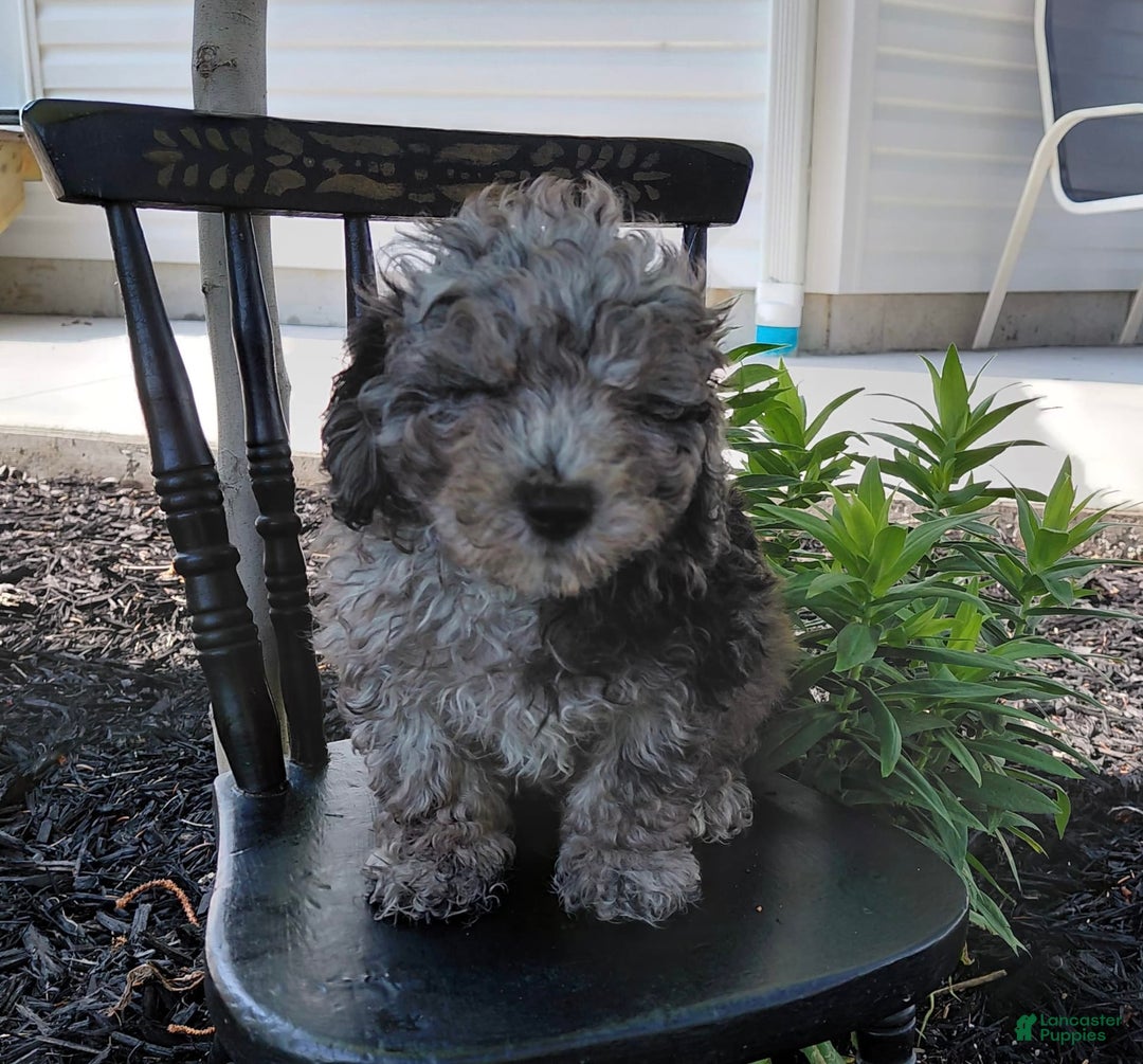 Bichpoo dogs for sale: Oakly - Listing for pets: Oakly, Cedar - Image 3