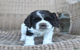 Cocker Spaniel dogs for sale: Rowdy - Image 6