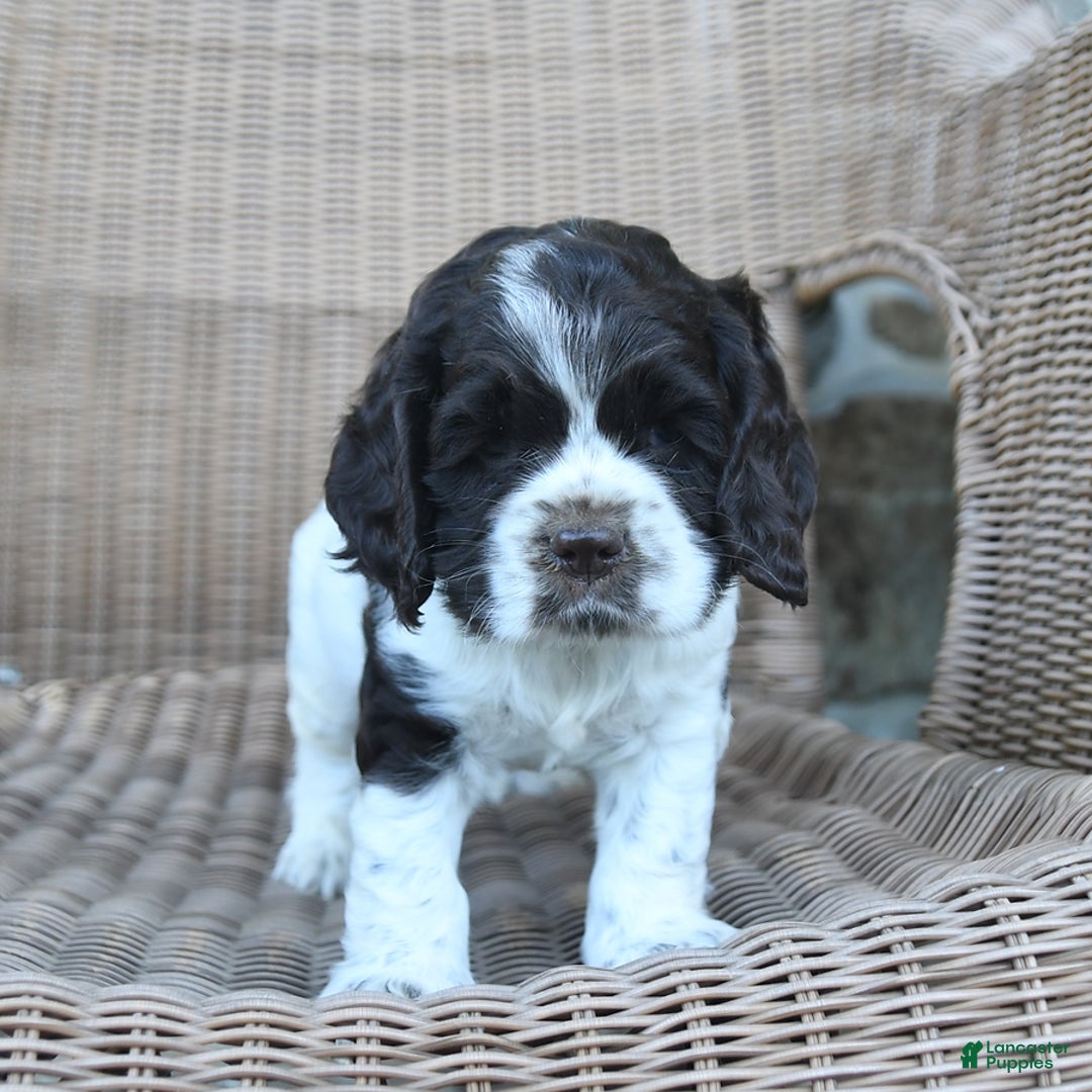 Cocker Spaniel dogs for sale: Rowdy - Image 6