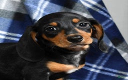 Miniature Dachshund dogs for sale: Sammy - Image 2