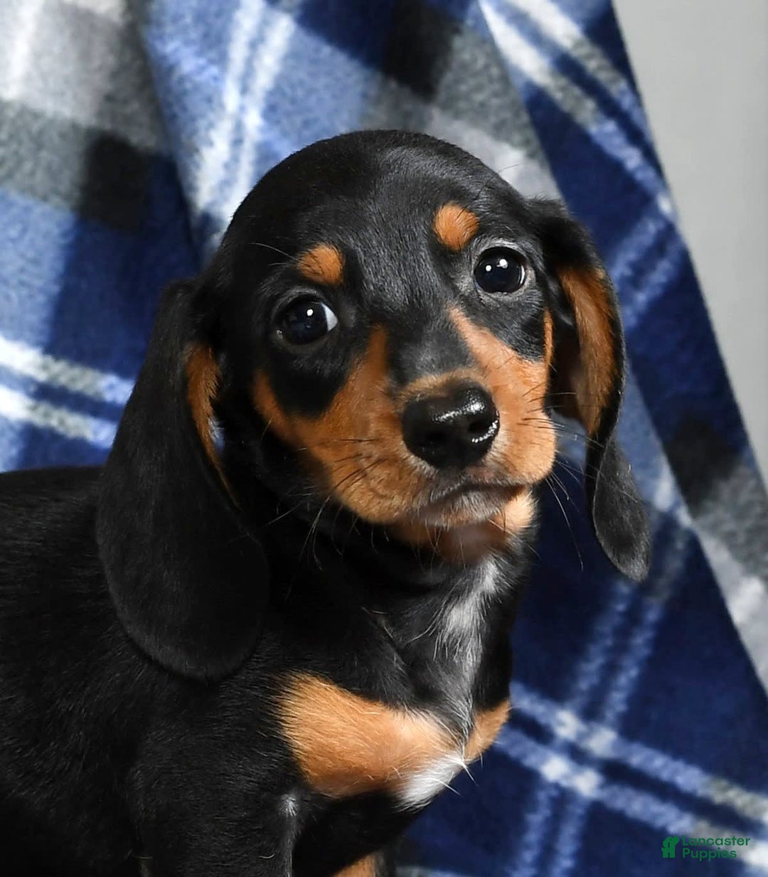 Miniature Dachshund dogs for sale: Sammy - Image 2